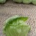 娃娃菜半毛菜