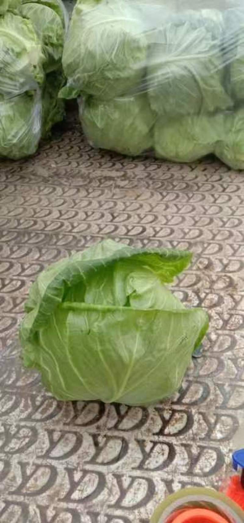 娃娃菜半毛菜