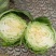 娃娃菜半毛菜