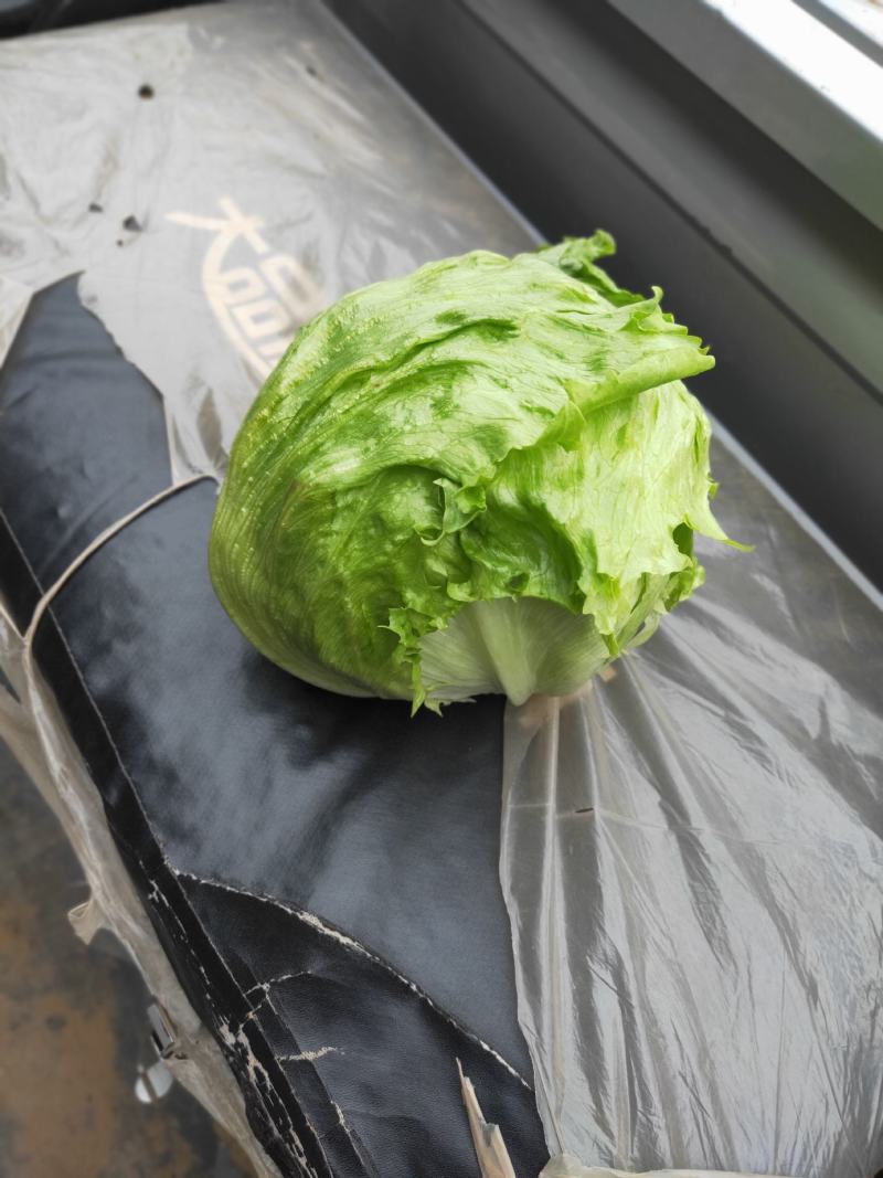 娃娃菜半毛菜