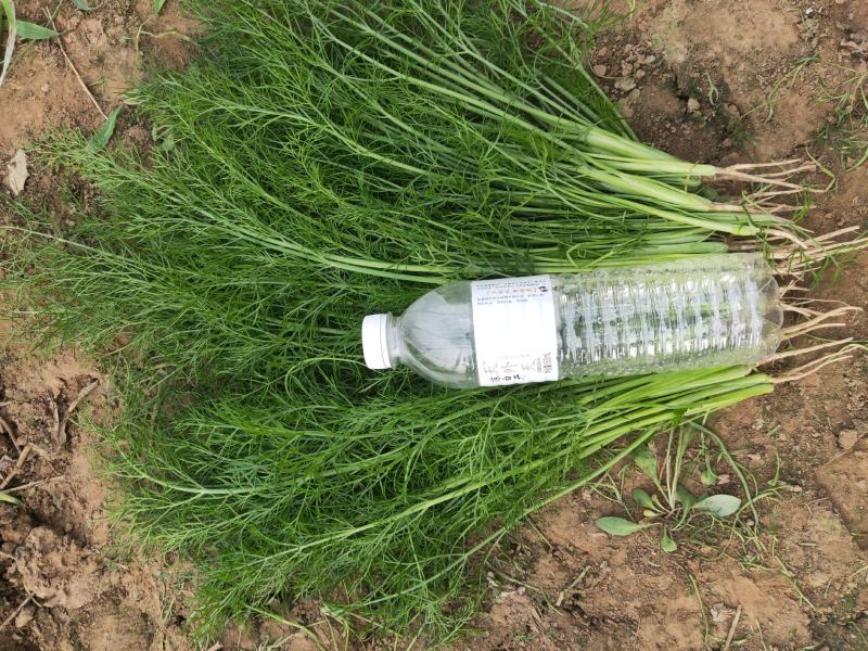 娃娃菜半毛菜