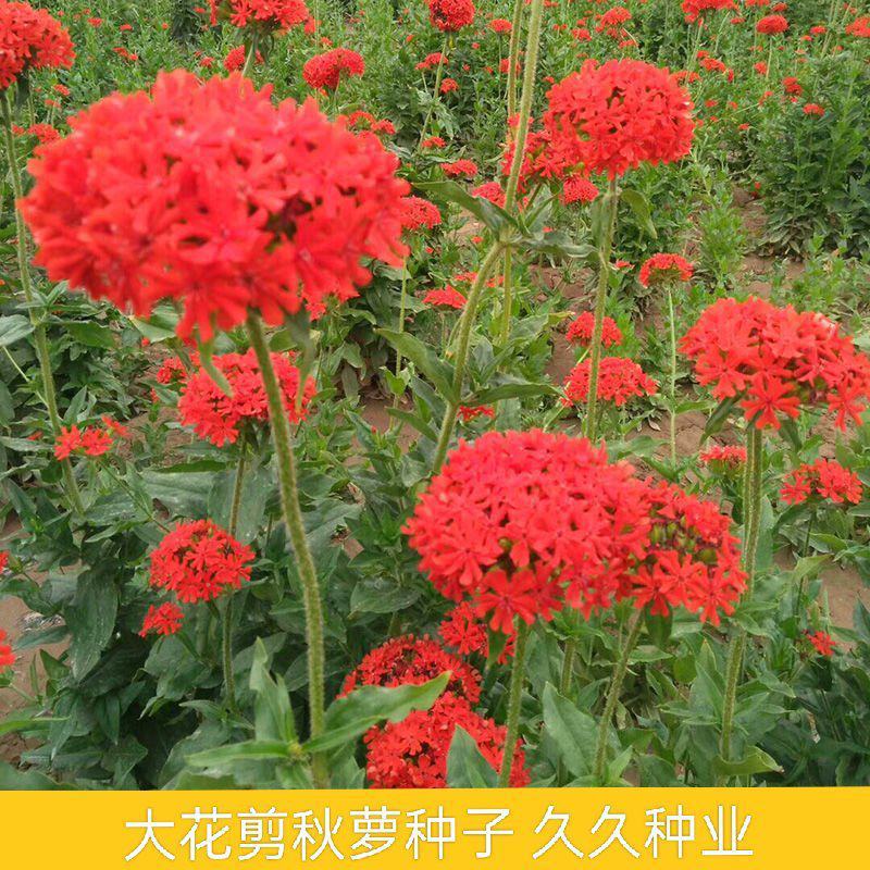 大花剪秋萝种子耐寒花卉种子多年生景观花海道路园林工程种子