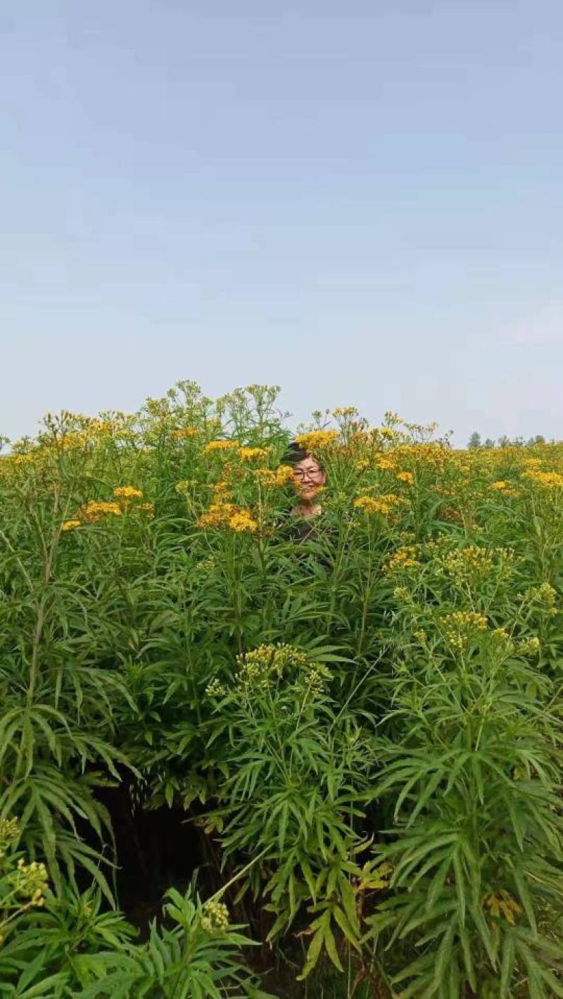 大量供应麻叶千里光