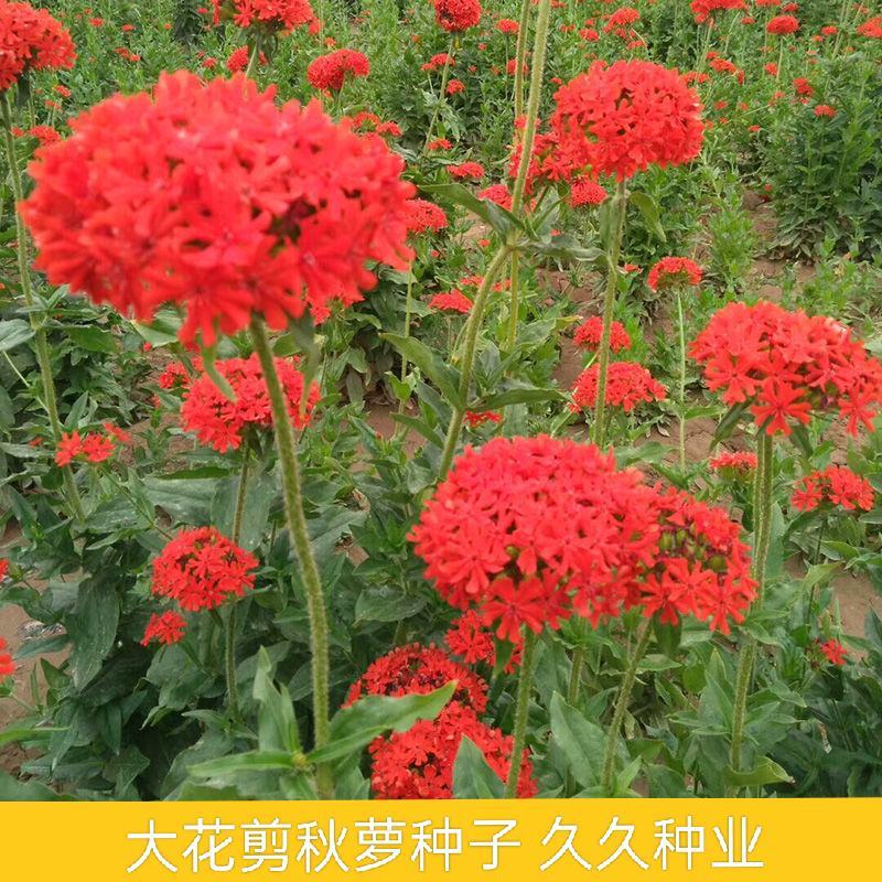 大花剪秋萝种子耐寒花卉种子多年生景观花海道路园林工程种子