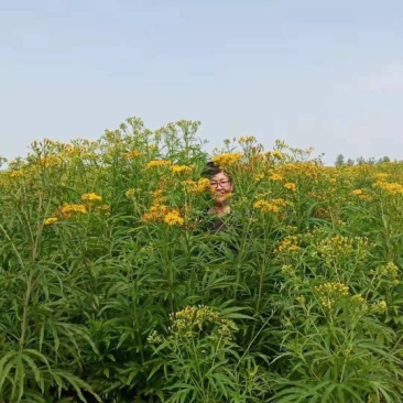 大量供应麻叶千里光