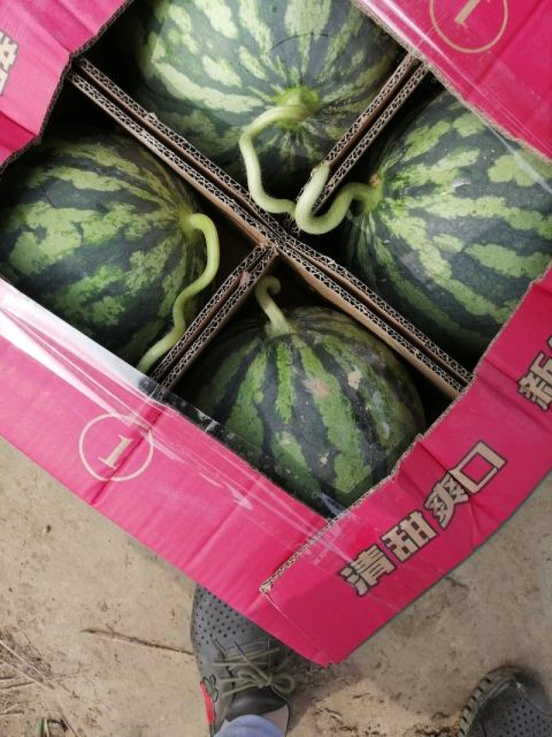 【精选】甘美4K西瓜糖分15视频看货产地直发欢迎联系