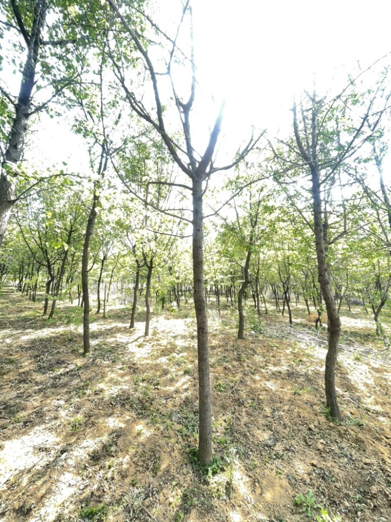 杜梨，原生冠树形，经典出圃，量大，乡土树