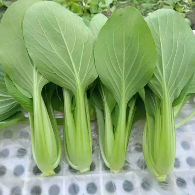青梗菜