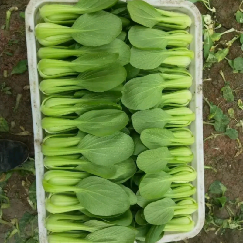 青梗菜