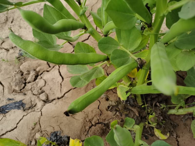 新鲜蚕豆
