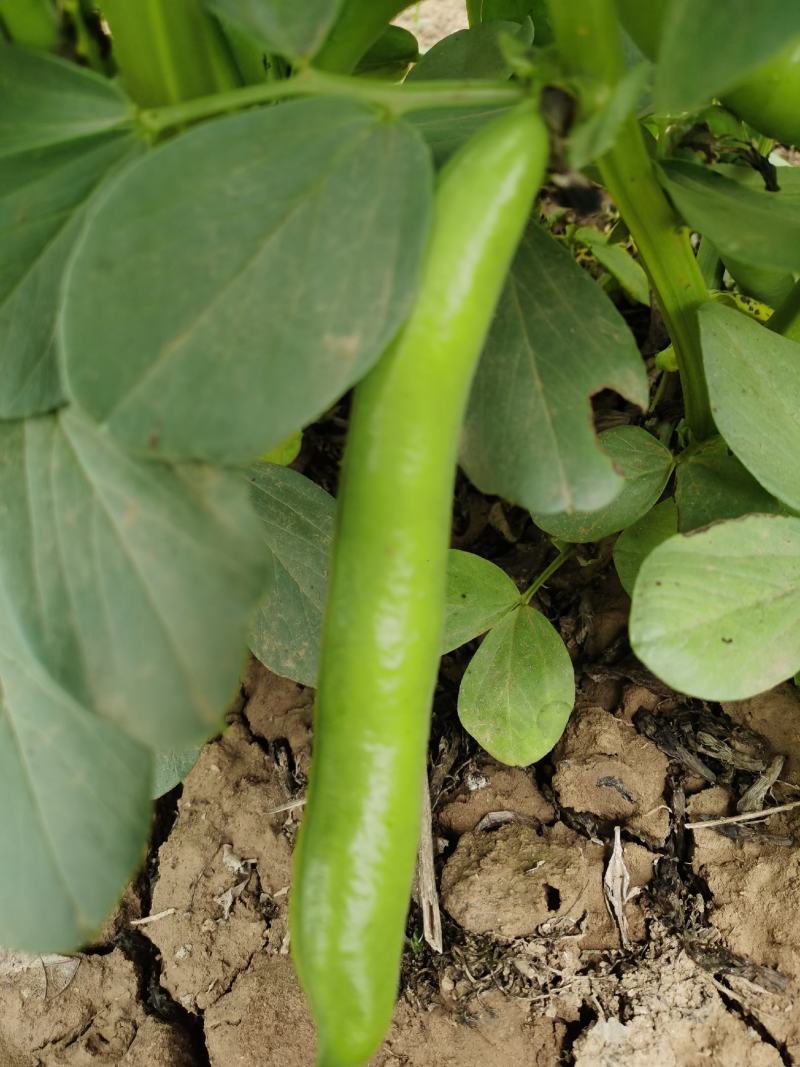 新鲜蚕豆