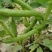 新鲜蚕豆