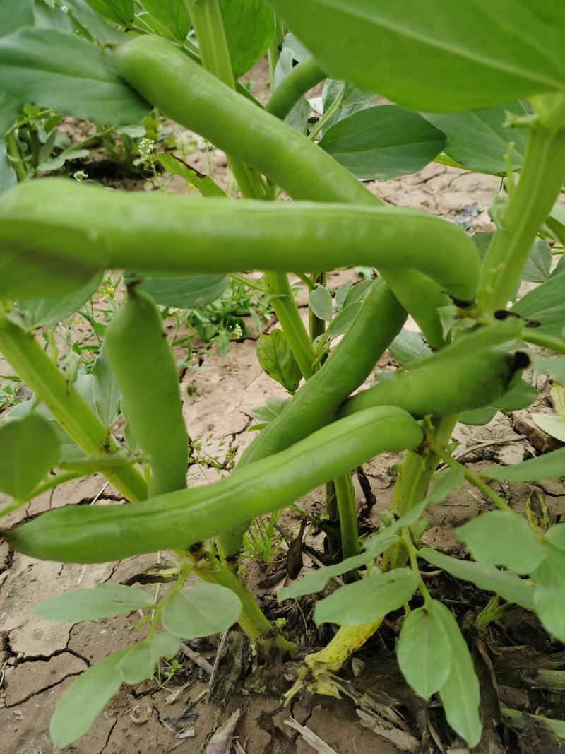 新鲜蚕豆