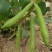 新鲜蚕豆