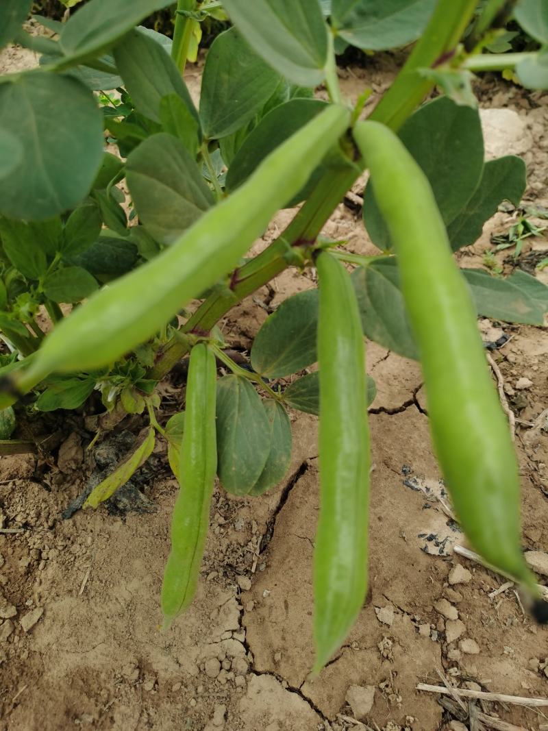 新鲜蚕豆