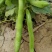 新鲜蚕豆