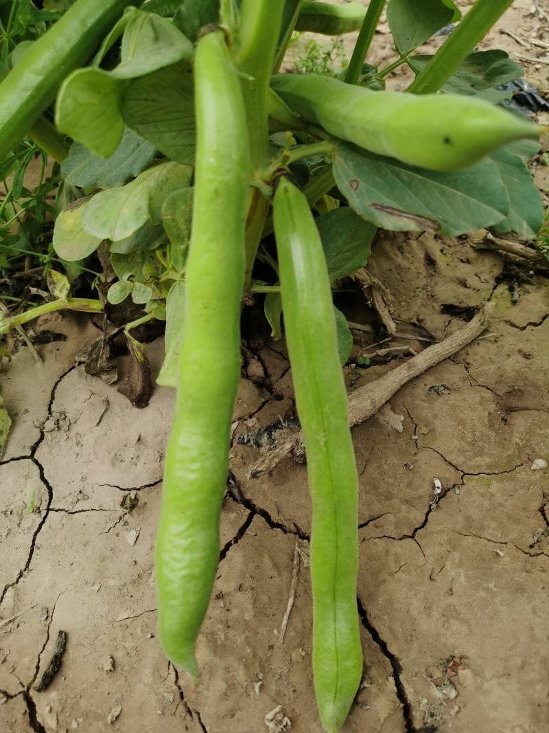 新鲜蚕豆