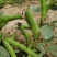 新鲜蚕豆