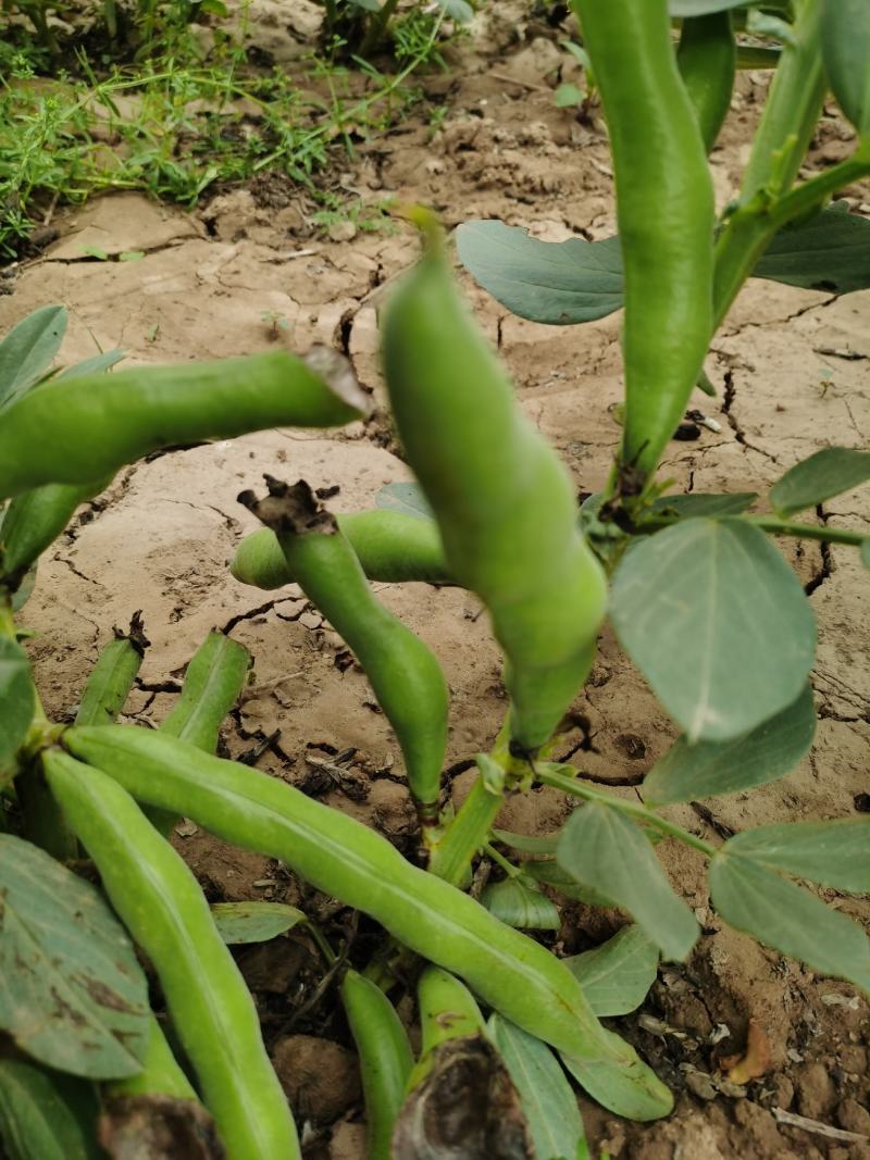 新鲜蚕豆