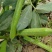 新鲜蚕豆