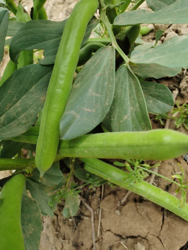 新鲜蚕豆