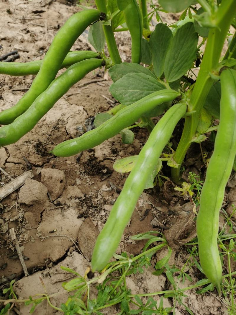 新鲜蚕豆