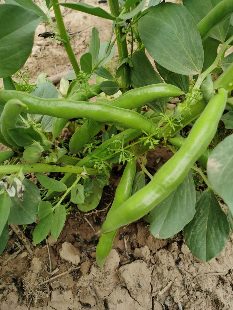 新鲜蚕豆