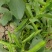 新鲜蚕豆