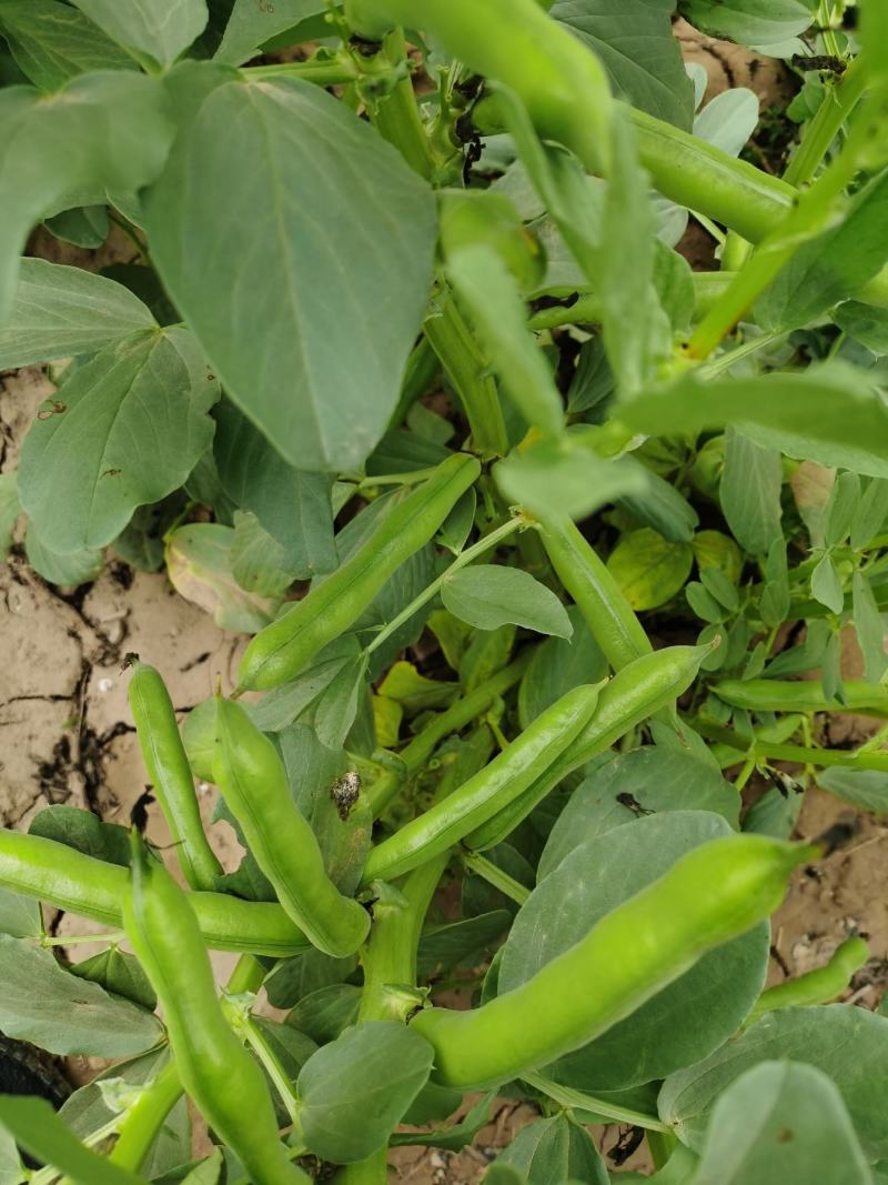 新鲜蚕豆