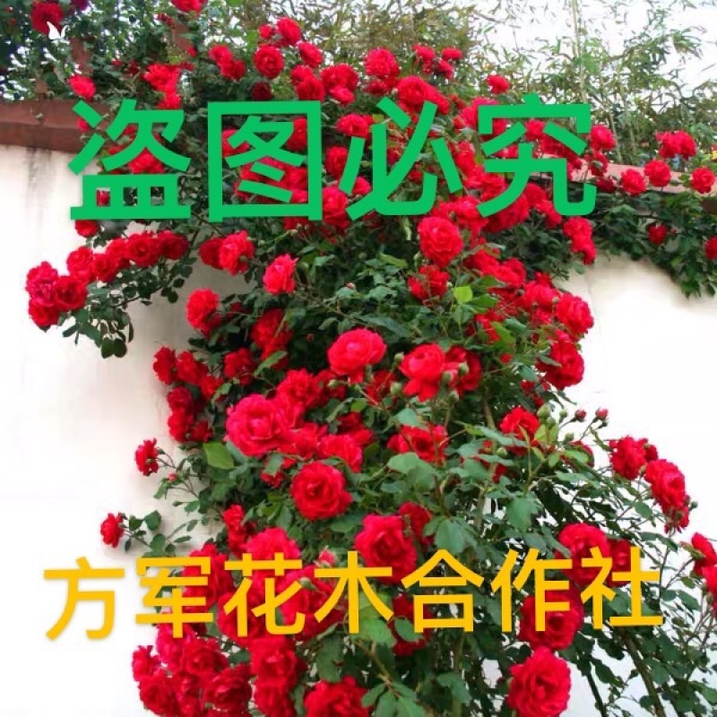 精品蔷薇苗多分枝二年苗免费包邮量大提供发票