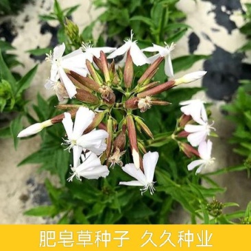 肥皂草种子石碱花种子多年生花种花籽四季易活景观花海