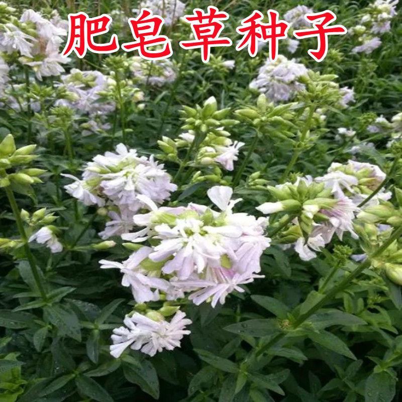 肥皂草种子石碱花种子多年生花种花籽四季易活景观花海