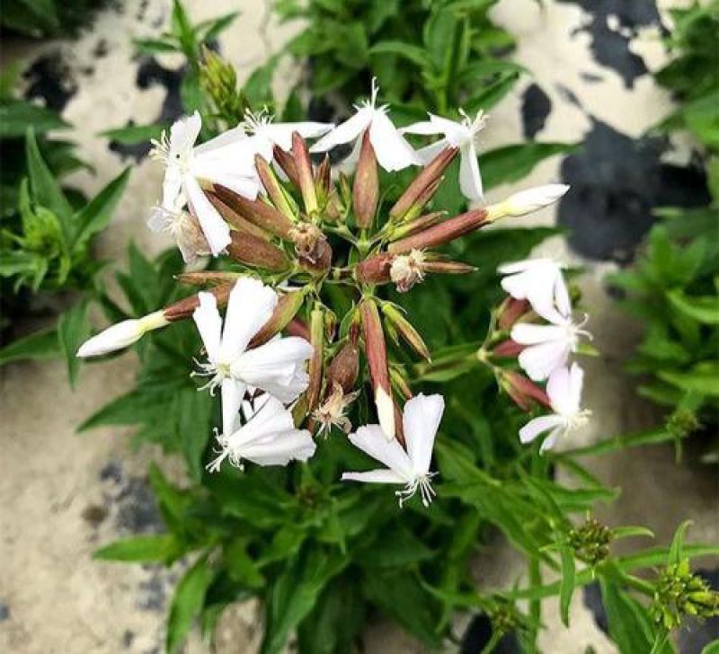 肥皂草种子石碱花种子多年生花种花籽四季易活景观花海