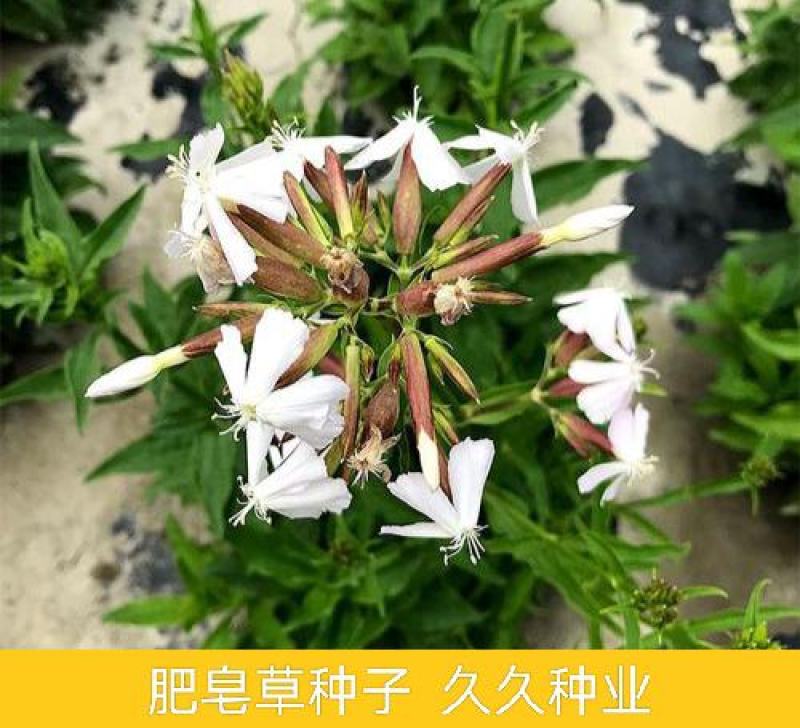 肥皂草种子石碱花种子多年生花种花籽四季易活景观花海