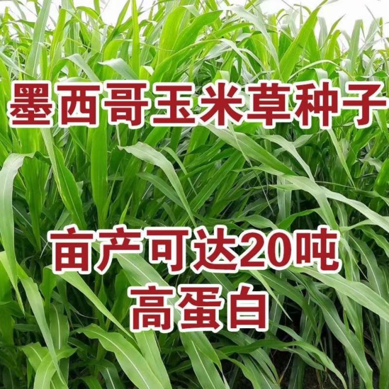 墨西哥玉米草种子高产量蛋白质含量高