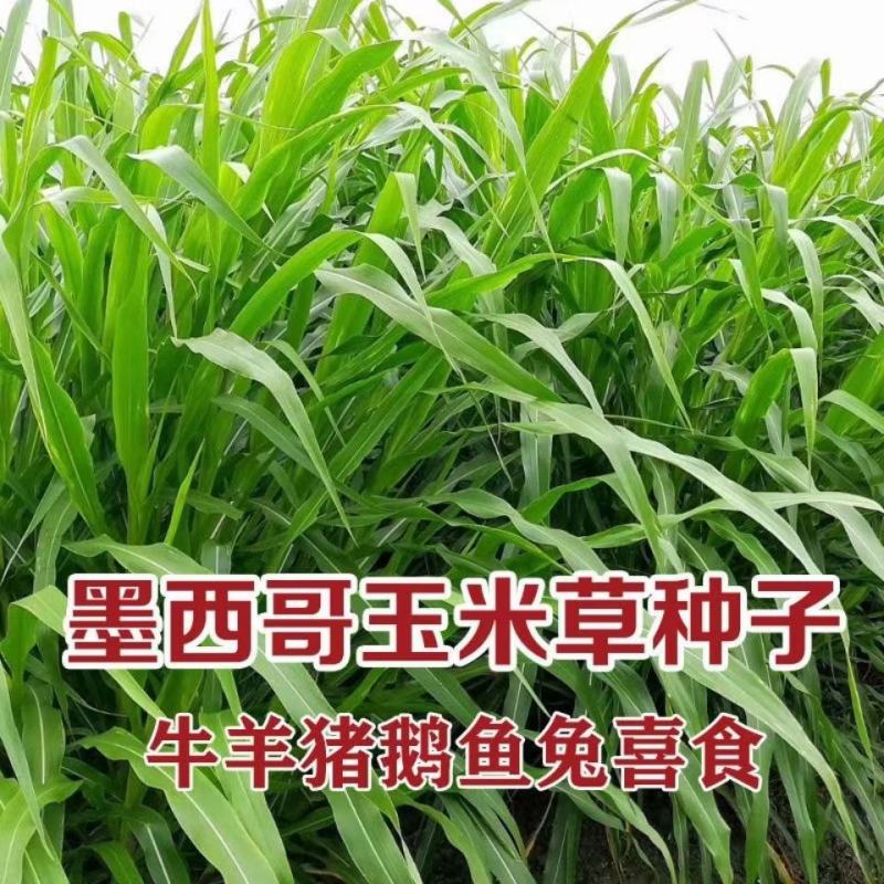 墨西哥玉米草种子高产量蛋白质含量高