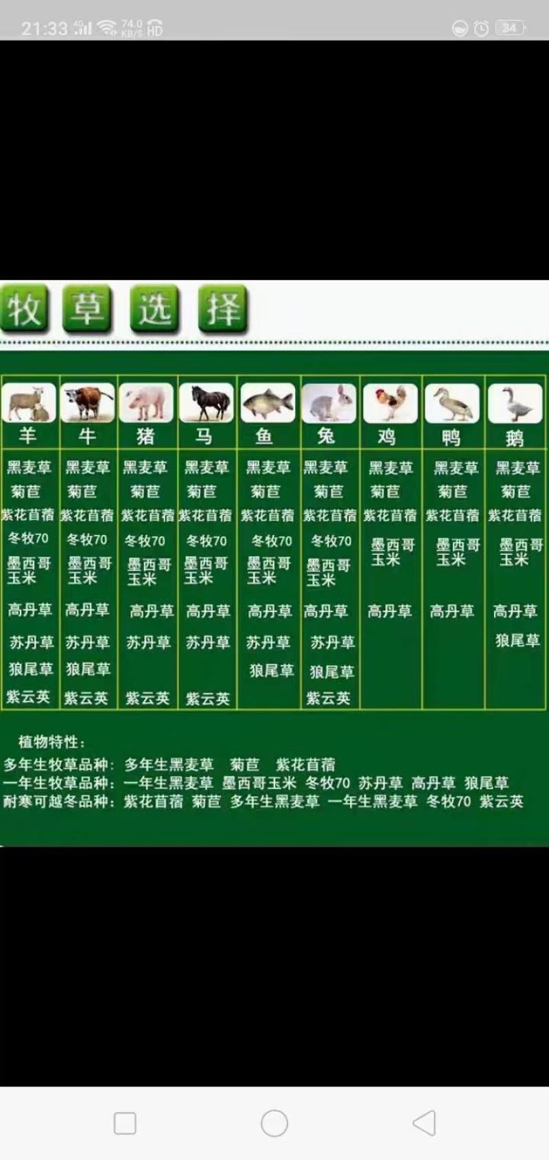 墨西哥玉米草种子高产量蛋白质含量高
