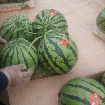 精品美都有籽，无籽都有，口感甜，皮毛好，一手货源
