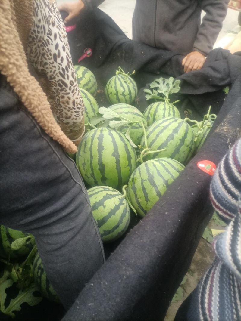精品美都有籽，无籽都有，口感甜，皮毛好，一手货源