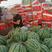 西瓜上市中，大量提供各种品种的现货，欢迎各位前来采购！