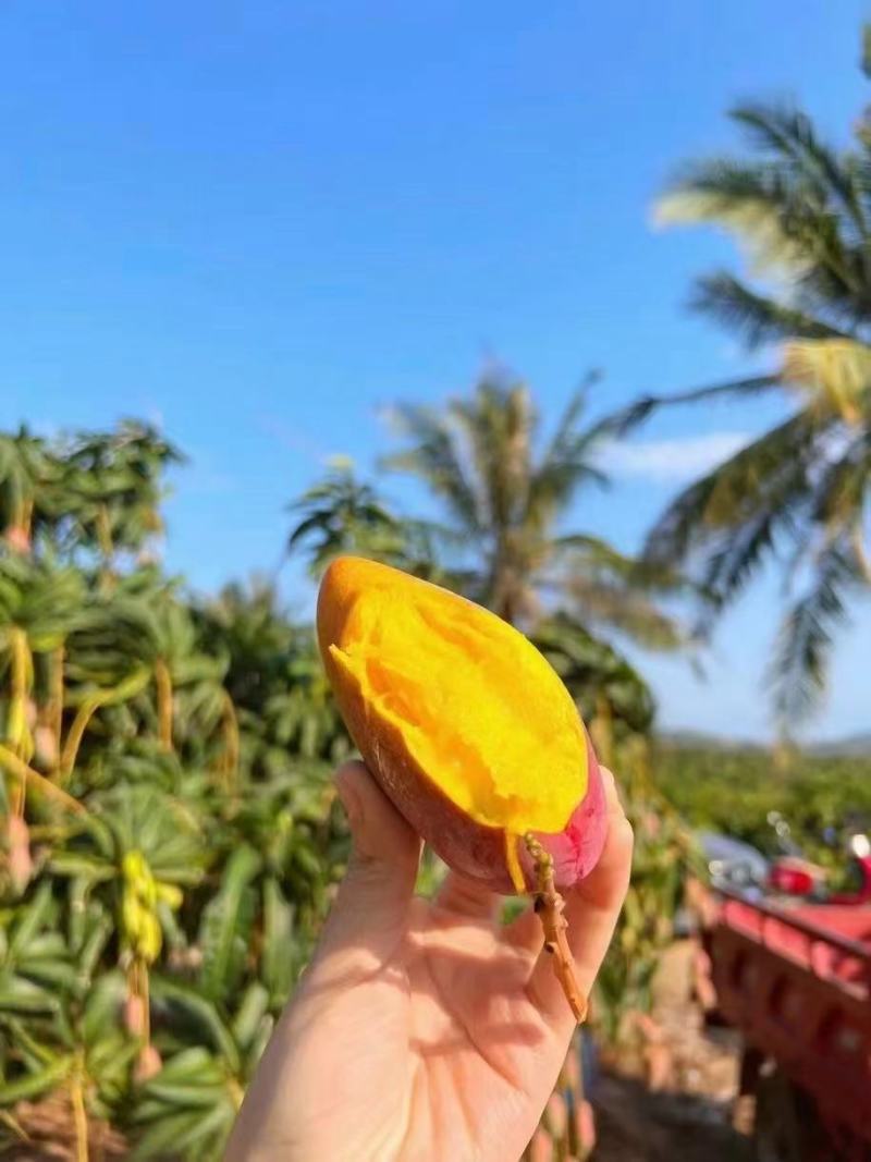 精品套袋贵妃芒