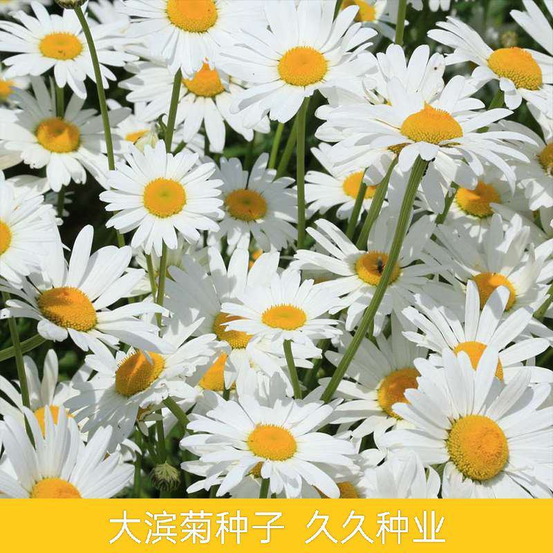 大滨菊种子花种籽子花海庭院花卉种子四季易活多年生花籽草花
