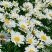 大滨菊种子花种籽子花海庭院花卉种子四季易活多年生花籽草花
