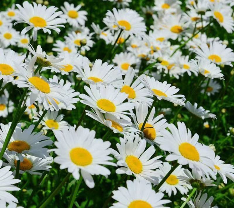 大滨菊种子花种籽子花海庭院花卉种子四季易活多年生花籽草花
