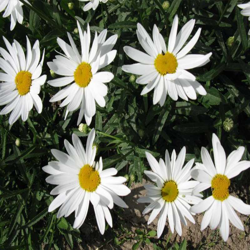 大滨菊种子花种籽子花海庭院花卉种子四季易活多年生花籽草花