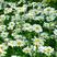 大滨菊种子花种籽子花海庭院花卉种子四季易活多年生花籽草花