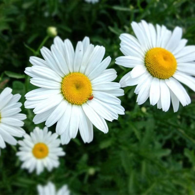 大滨菊种子花种籽子花海庭院花卉种子四季易活多年生花籽草花