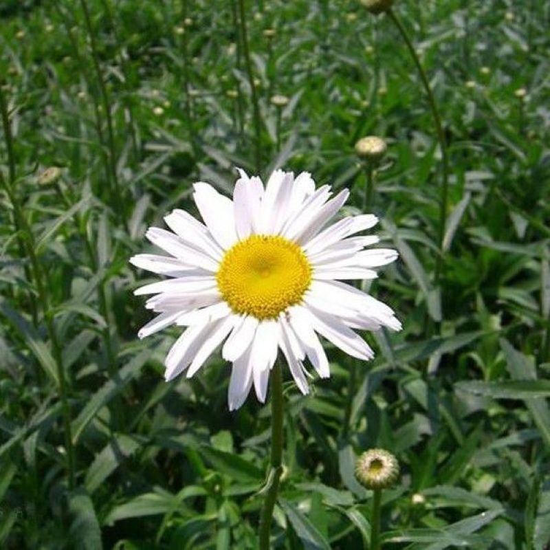 大滨菊种子花种籽子花海庭院花卉种子四季易活多年生花籽草花