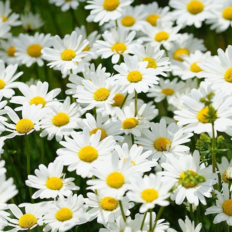 大滨菊种子花种籽子花海庭院花卉种子四季易活多年生花籽草花