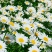 大滨菊种子花种籽子花海庭院花卉种子四季易活多年生花籽草花